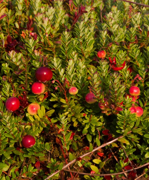 Vaccinium Macrocarpon Pilgrim 2 Ltr