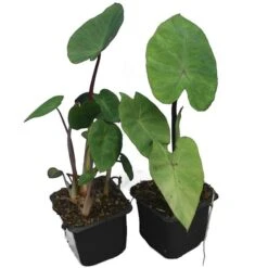 Colocasia Esculenta Set Van 2 - Pot 9 X 9 Cm