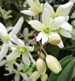 Clematis Armandii - Pot 2 Ltr
