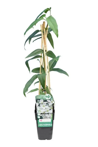 Clematis Armandii - Pot 2 Ltr - Afbeelding 2