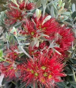 Metrosideros Excelsa Pot Ø 22 Cm