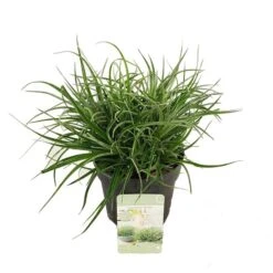 Fascicularia Bicolor 3 Ltr
