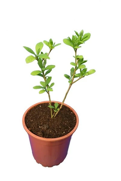 Brunfelsia Pauciflora - Totale Hoogte 60-80 Cm - Pot Ø 21 Cm - Afbeelding 2