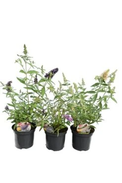 Buddleja Buzz Set Van 3 - Ivory + Midnight + Violet - Pot 3 Ltr