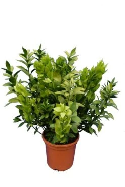 Ruscus Hypoglossum - Totale Hoogte 70-90 Cm - Pot Ø 26 Cm