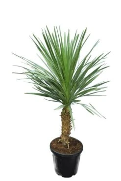 Cordyline Australis - Stam 30-50 Cm - Totale Hoogte 150-180 Cm - Pot Ø 38 Cm [pallet]