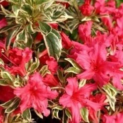 Rhododendron Bollywood - Totale Hoogte 35-45 Cm - Pot 3 Ltr