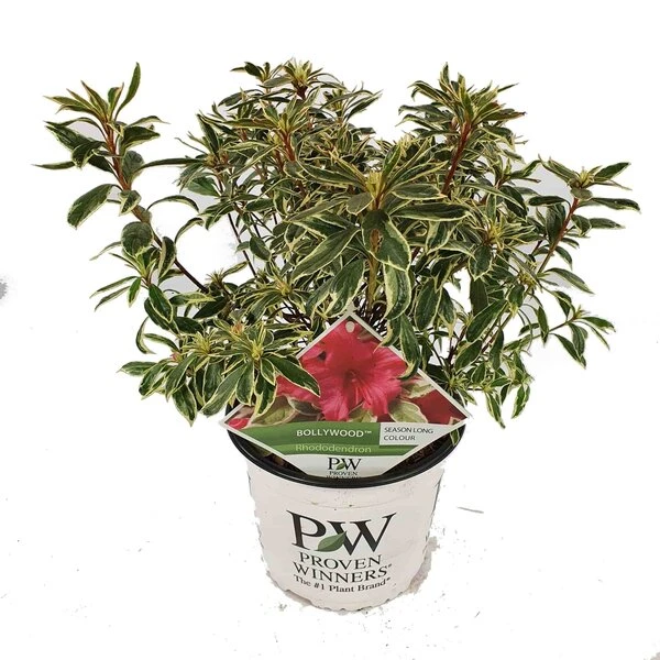 Rhododendron Bollywood - Totale Hoogte 35-45 Cm - Pot 3 Ltr - Afbeelding 2