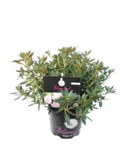 Bloombux Pink - Rhododendron Micranthum Inkarho - Totale Hoogte 30-40 Cm - Pot 2 Ltr