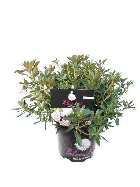 Bloombux Pink - Rhododendron Micranthum Inkarho - Totale Hoogte 30-40 Cm - Pot 2 Ltr