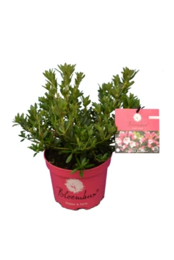 Bloombux Magenta - Rhododendron Micranthum Microhirs - Totale Hoogte 25-40 Cm - Pot 2 Ltr