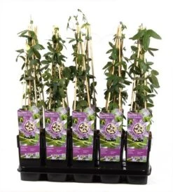 Passiflora Caerulea Purple Haze - Pot 2 Ltr