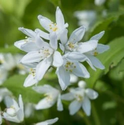 Deutzia Yuki Snowflake - Totale Hoogte 30-40 - Pot 3 Ltr
