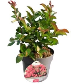 Lagerstroemia Indica Berry Dazzle - Totale Hoogte 30-40 Cm - Pot Ø 18 Cm