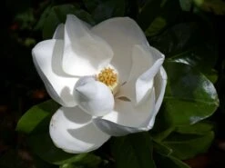 Magnolia Grandiflora Goliath - Totale Hoogte 50+ Cm - Pot Ø 22 Cm