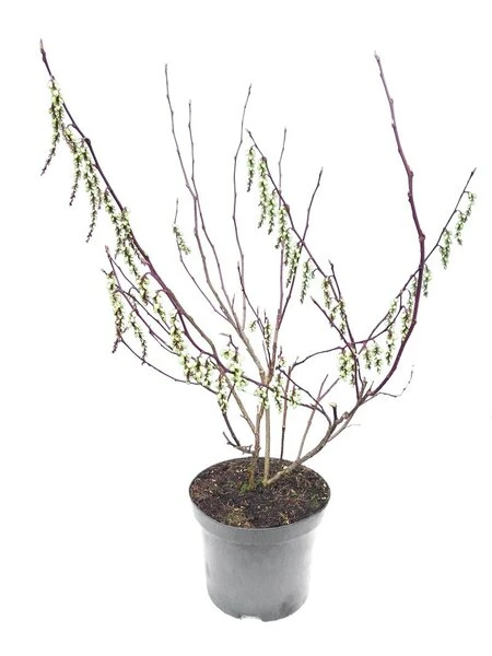 Stachyurus Chinensis Celina - Totale Hoogte 70-90 Cm - Pot Ø 19 Cm