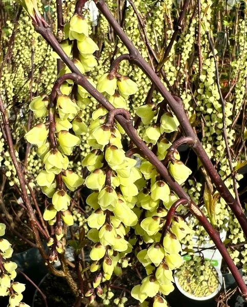 Stachyurus Chinensis Celina - Totale Hoogte 70-90 Cm - Pot Ø 19 Cm - Afbeelding 2