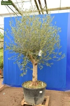 Olea Europaea - Stamomtrek 50+ Cm [pallet]