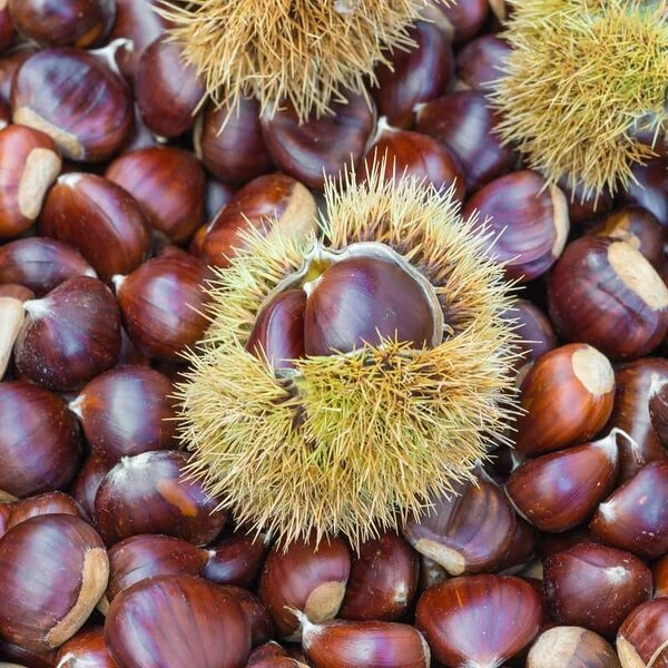 Castanea Sativa - Totale Hoogte 130-150 Cm - Pot Ø 27 Cm