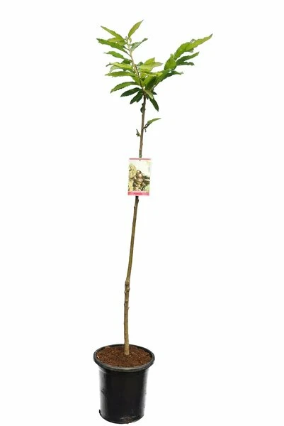 Castanea Sativa - Totale Hoogte 130-150 Cm - Pot Ø 27 Cm - Afbeelding 2