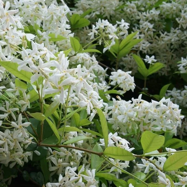 Trachelospermum Jasminoides - Pot 3 Ltr - Afbeelding 2