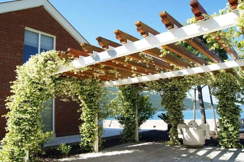 Trachelospermum Jasminoides - Pot 3 Ltr - Afbeelding 3