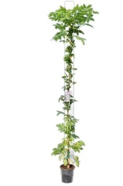 Wisteria Sinensis - Totale Hoogte 100+ Cm - 3 Ltr Pot