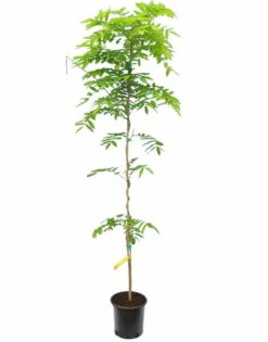 Wisteria Floribunda Rosea - Totale Hoogte 100+ Cm - Pot Ø 22 Cm