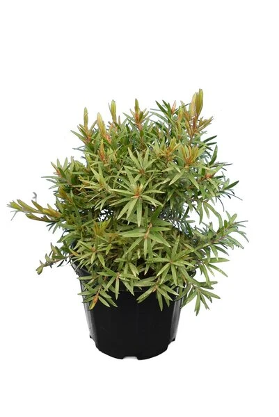 Callistemon Viminalis Captain Cook - Totale Hoogte 40+ Cm - Pot Ø 22 Cm - Afbeelding 2