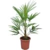 Trachycarpus Fortunei Frosty - Totale Hoogte 100-120 Cm - Pot Ø 26 Cm