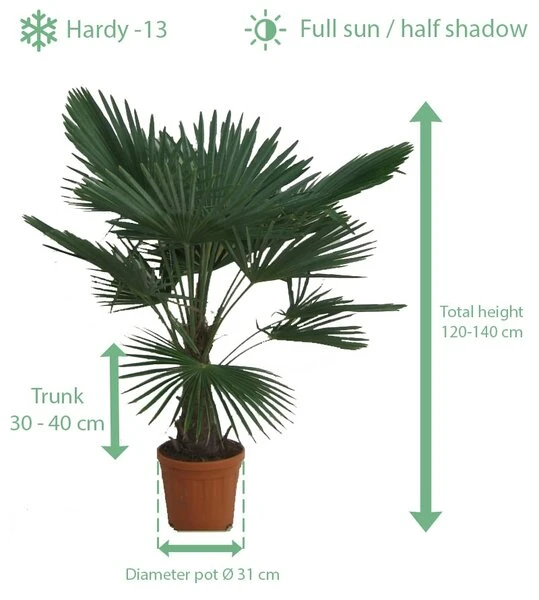 Trachycarpus Fortunei - Stam 30-40 Cm - Totale Hoogte 120-140 Cm - Pot Ø 31 Cm - Afbeelding 2