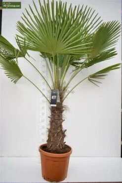 Trachycarpus Fortunei - Stam 70-80 Cm - Totale Hoogte 180-220 Cm - Pot Ø 40 Cm [pallet]