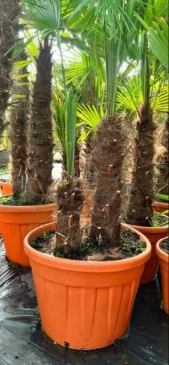 Trachycarpus Fortunei Dubbelstam - Stam A 70-100 Cm - Stam B 20-50 Cm [pallet]