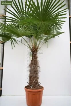 Trachycarpus Fortunei - Stam 90-100 Cm - Totale Hoogte 200+ Cm - Pot Ø 48 Cm [pallet]