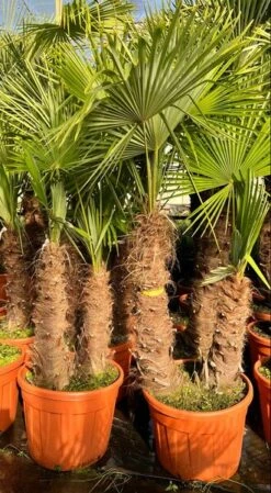 Trachycarpus Fortunei Dubbelstam - Stam A 100-130 Cm - Stam B 70-130 Cm [pallet]