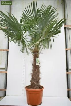 Trachycarpus Fortunei - Stam 120-140 Cm - Pot Ø 50 Cm [pallet]