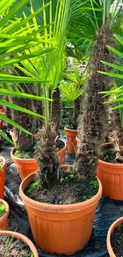 Trachycarpus Fortunei Dubbelstam - Stam A 170-210 Cm - Stam B 110-180 Cm [pallet]