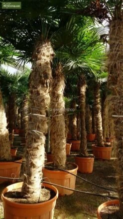 Trachycarpus Fortunei - Stam 250-275 Cm [pallet]