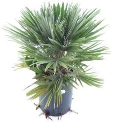 Chamaerops Humilis Vulcano - Totale Hoogte 60-80 Cm - Pot Ø 28 Cm