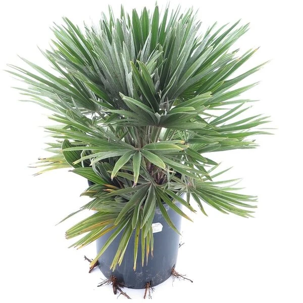 Chamaerops Humilis Vulcano - Totale Hoogte 60-80 Cm - Pot Ø 28 Cm