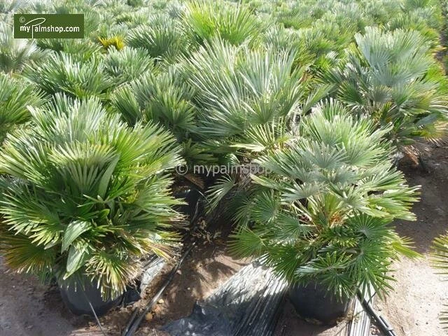 Chamaerops Humilis Vulcano - Totale Hoogte 60-80 Cm - Pot Ø 28 Cm - Afbeelding 2