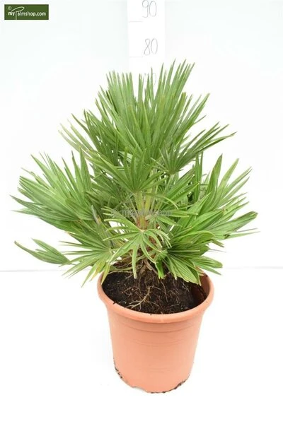 Chamaerops Humilis Vulcano - Totale Hoogte 60-80 Cm - Pot Ø 28 Cm - Afbeelding 3