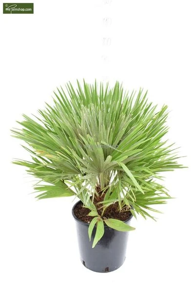 Chamaerops Humilis Vulcano - Totale Hoogte 60-80 Cm - Pot Ø 28 Cm - Afbeelding 4