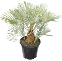 Chamaerops Humilis Cerifera - Stam 30-40 Cm - Totale Hoogte 140-160 Cm - Pot Ø 50 Cm [pallet]