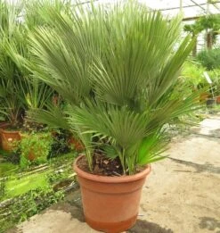 Chamaerops Humilis Vulcano - Dikke Stam 20-30 Cm - Totale Hoogte 110-130 Cm - Pot Ø 43 Cm [pallet]