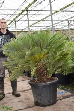 Chamaerops Humilis Vulcano - Totale Hoogte 130-150 Cm - Pot Ø 60 Cm [pallet]