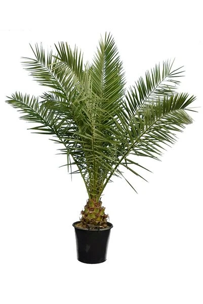 Phoenix Canariensis - Totale Hoogte 80-120 Cm - Pot Ø 26 Cm - Afbeelding 2