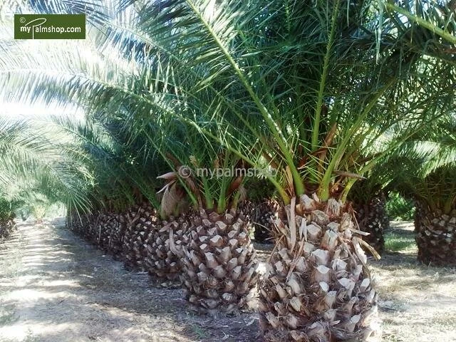 Phoenix Canariensis - Totale Hoogte 80-120 Cm - Pot Ø 26 Cm - Afbeelding 4