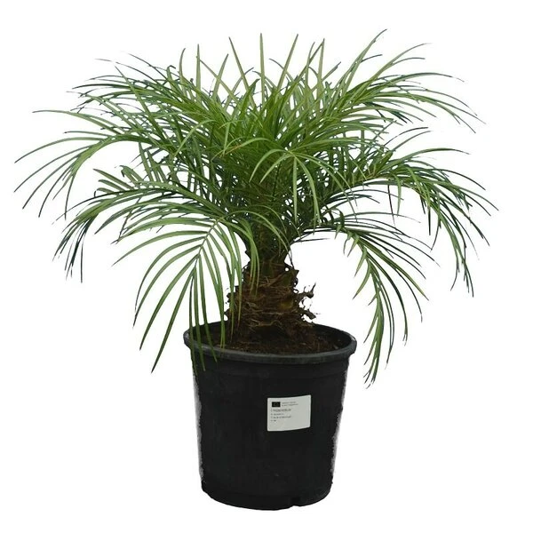 Phoenix Roebelenii - Stam 10-20 Cm - Totale Hoogte 70-90 Cm - Pot Ø 24 Cm