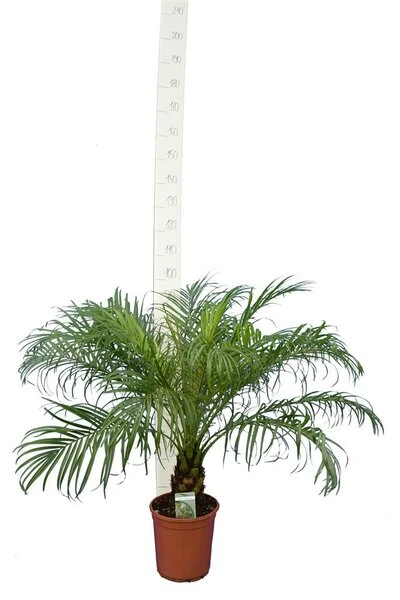 Phoenix Roebelenii - Stam 10-20 Cm - Totale Hoogte 70-90 Cm - Pot Ø 24 Cm - Afbeelding 2